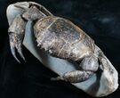 D Prepared Tumidocarcinus Giganteus Crab Fossil #4397-2
